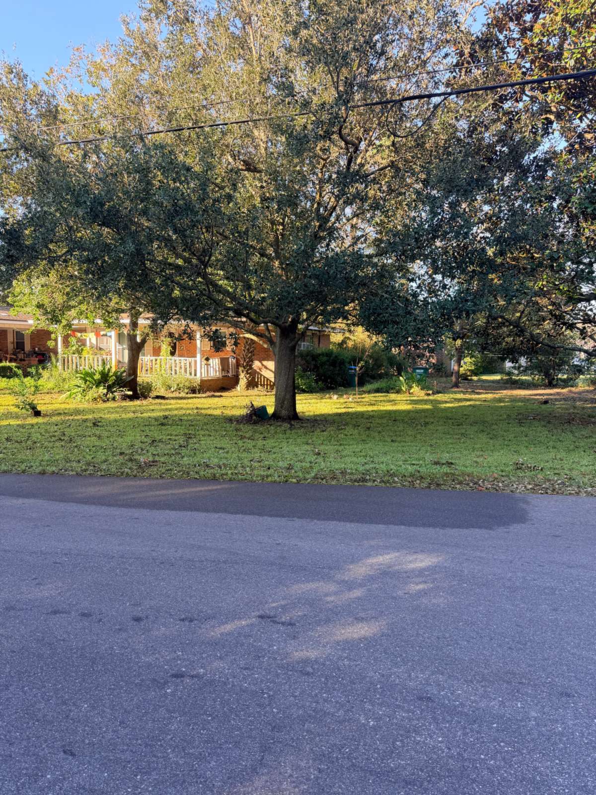 The same yard after Hurricane Isaias: a big live oak with a wide green canopy spreading over the front lawn